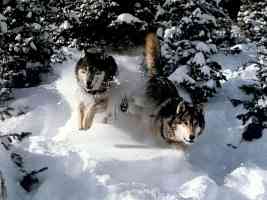 wolves running through snow