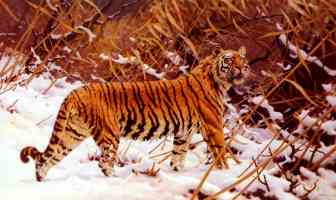 siberian tiger in a snow landscape