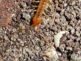orange centipede head and antenae