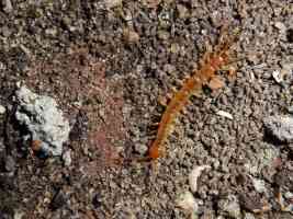 orange stone centipede