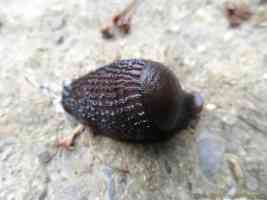 young black slug contracted into lump