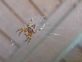 british garden spider