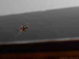 small male cobweb spider