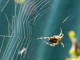 spider and web in sunlight
