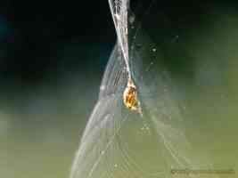 twisted spider web