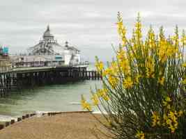 eastbourne pier and yellow flowers