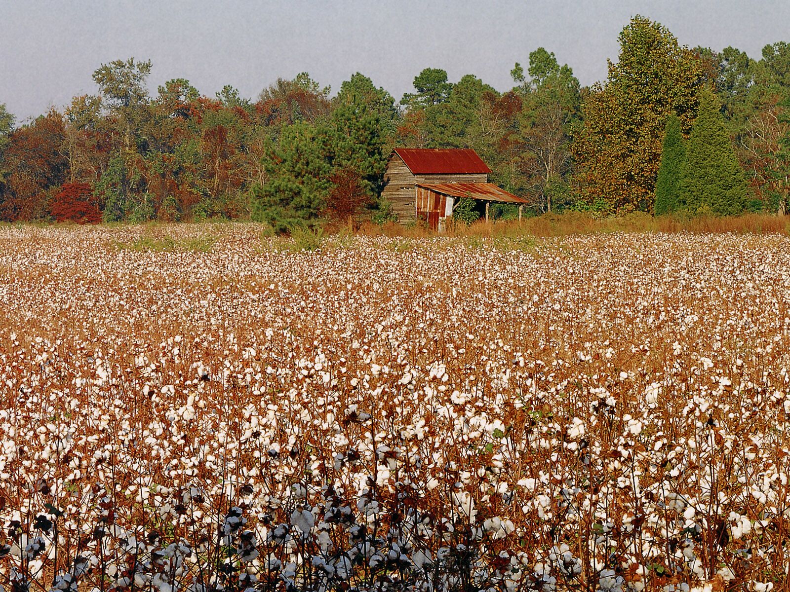  - north-carolina-cotton-field