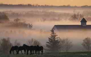 foggy horse farm