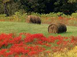 indiana harrison county livestock farm hay