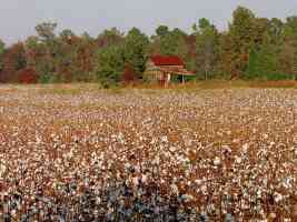 north carolina cotton field