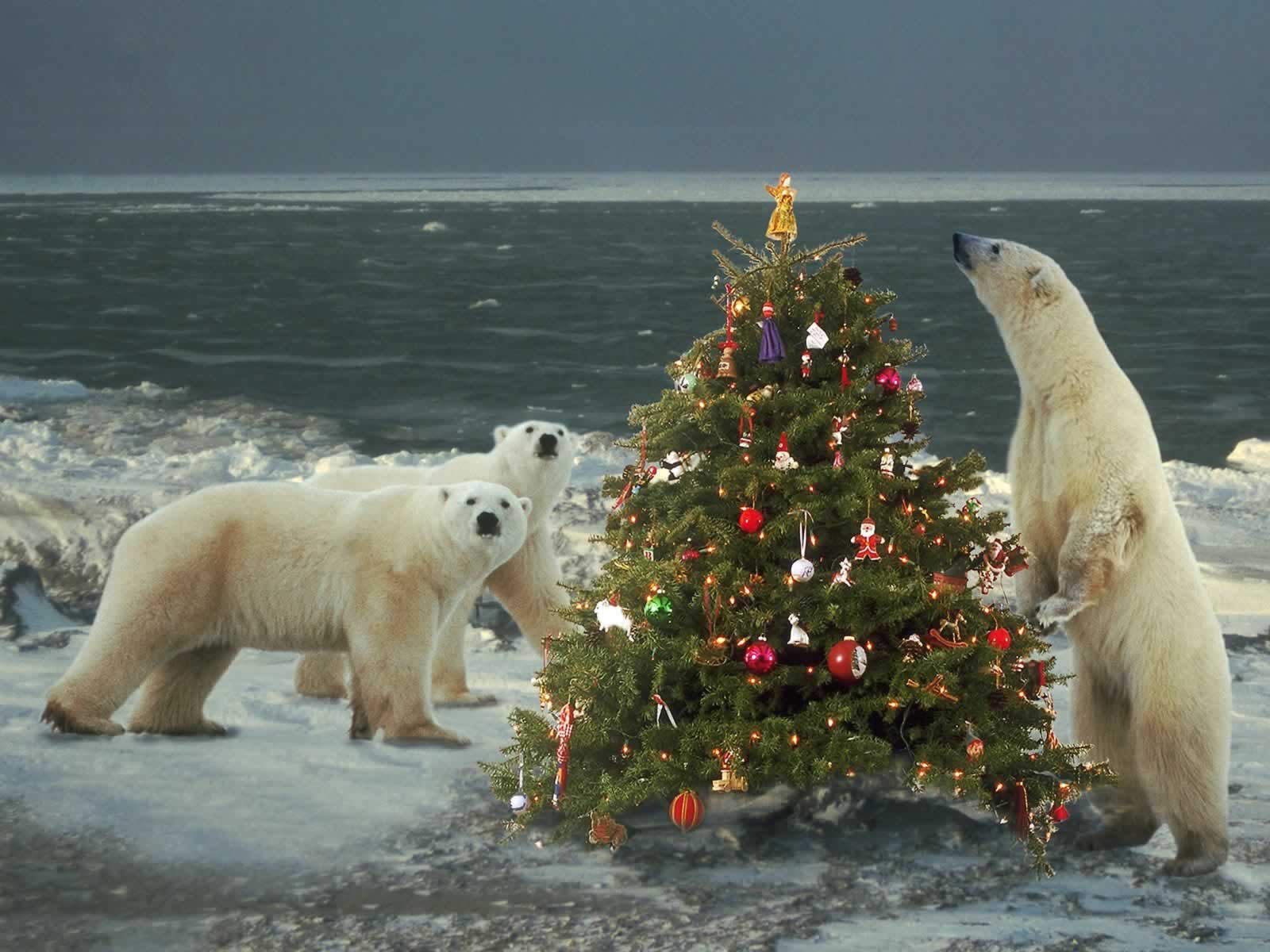 polar-bears-Wild-About-Christmas.jpg