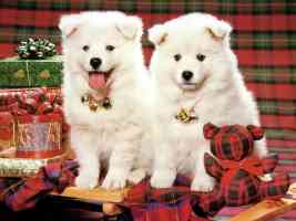 Christmas Pups