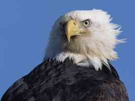 Intense Stare Bald Eagle