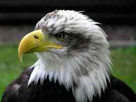 bald eagle close up