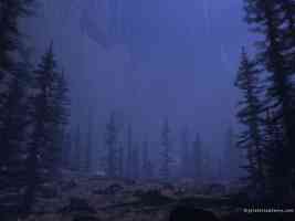 coniferous forest at night rain