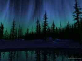 forest at night aurora borealis
