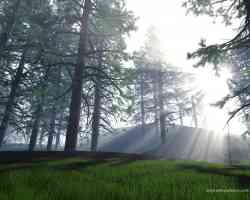 woodland and dappled light