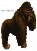 gigantopithecus gorilla