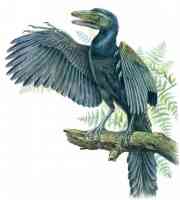 blue feathered archaeopteryx