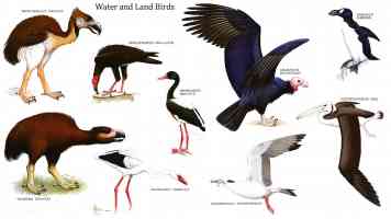 water and land birds