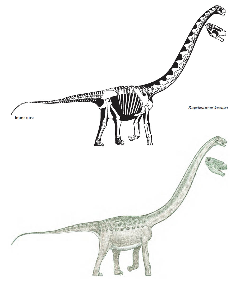 Rapetosaurus Krausei