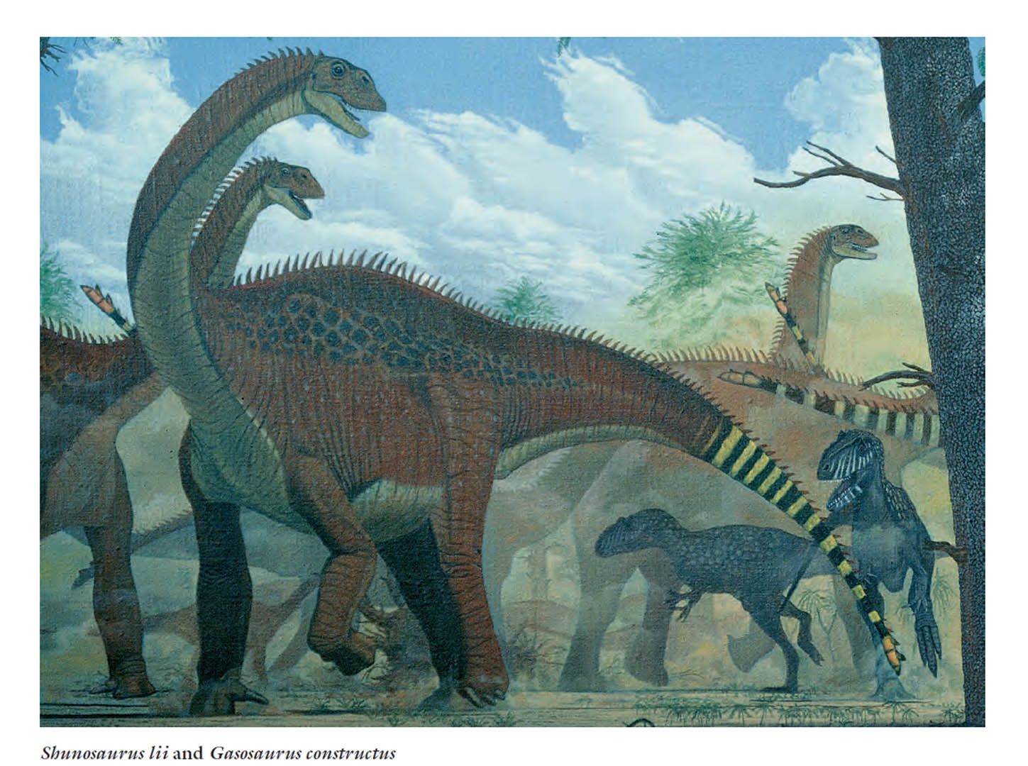 Shunosaurus Lii And Gasosaurus Constructus