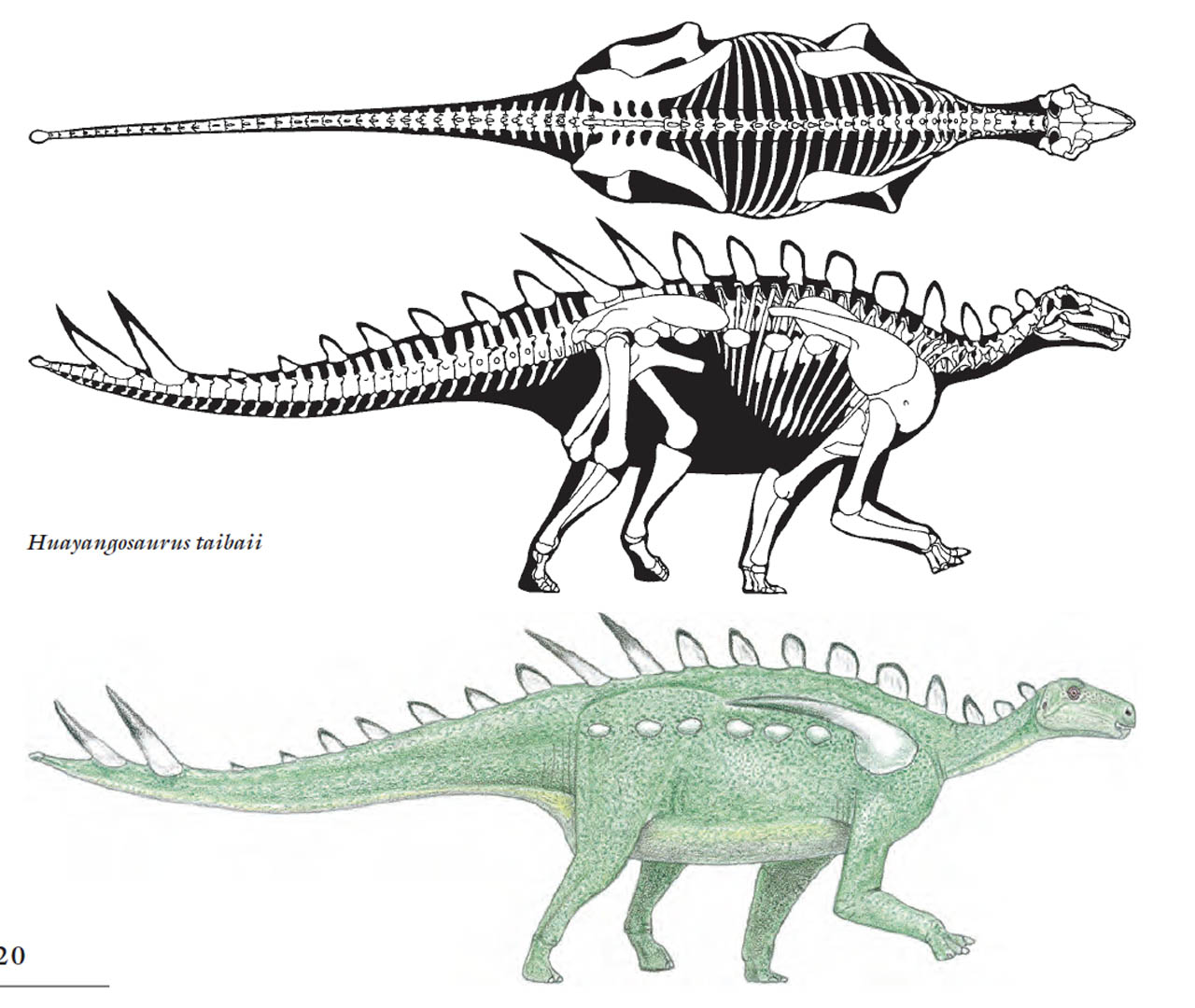 Stegosaurus Bones