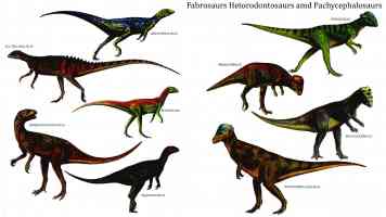 fabrosaurs hetorodontosaurs and pachycephalosaurs