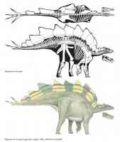 flat plated stegosaurus