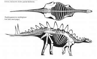 multi spined stegosaurus
