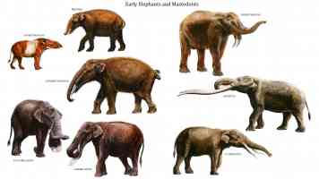 early elephants and mastodonts
