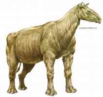 giant rhinoceros indricotherium