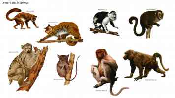 lemurs and monkeys