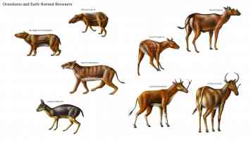 oreodonts and early horned browsers