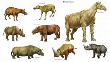 rhinoceroses