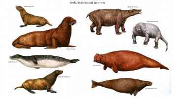 seals sealions and walruses