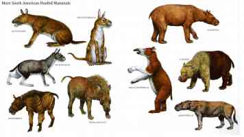 south american hoofed mammals 2