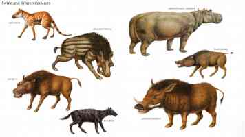 swine and hippopotamuses