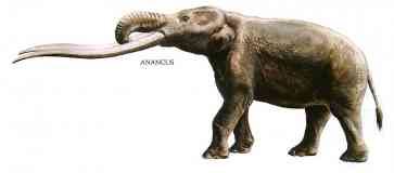 anancus huge tusked elephant