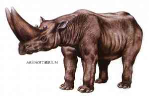 arsenoitherium huge double horned rhino