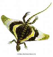 coelurosauravus flying butterfly lizard