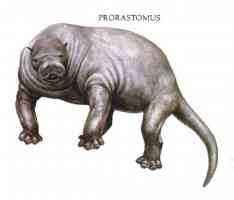 four legged seal prorastomus