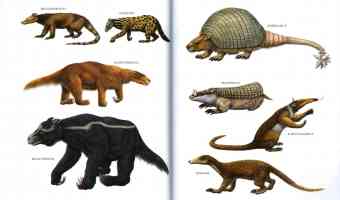 glyptodonts sloths armadillos and anteaters
