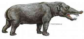 pyrotherium boar elephant