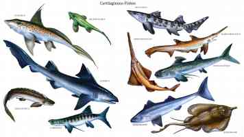 cartilaginous fishes