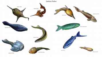 jawless fishes