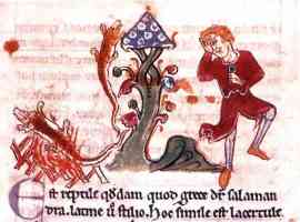 14th century drawing of salamander in the flames