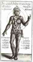 rosicrucian diagram of cosmic man