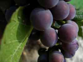 red wine grapes