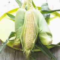 fresh corn
